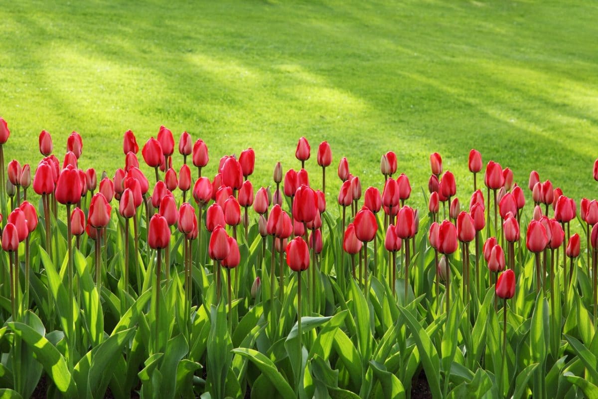 Maintaining Your Garden During the Heatwave: Tips & Advice