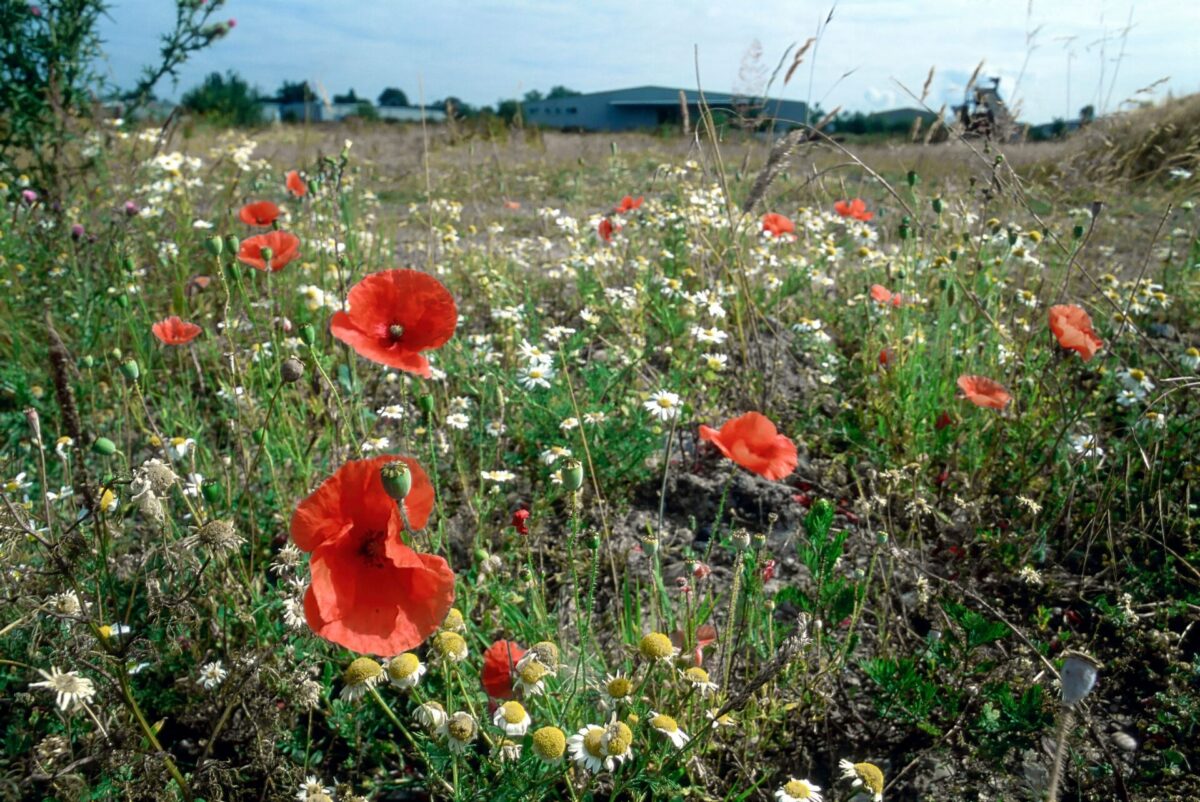 The lie of the land – what types of land can you build on?